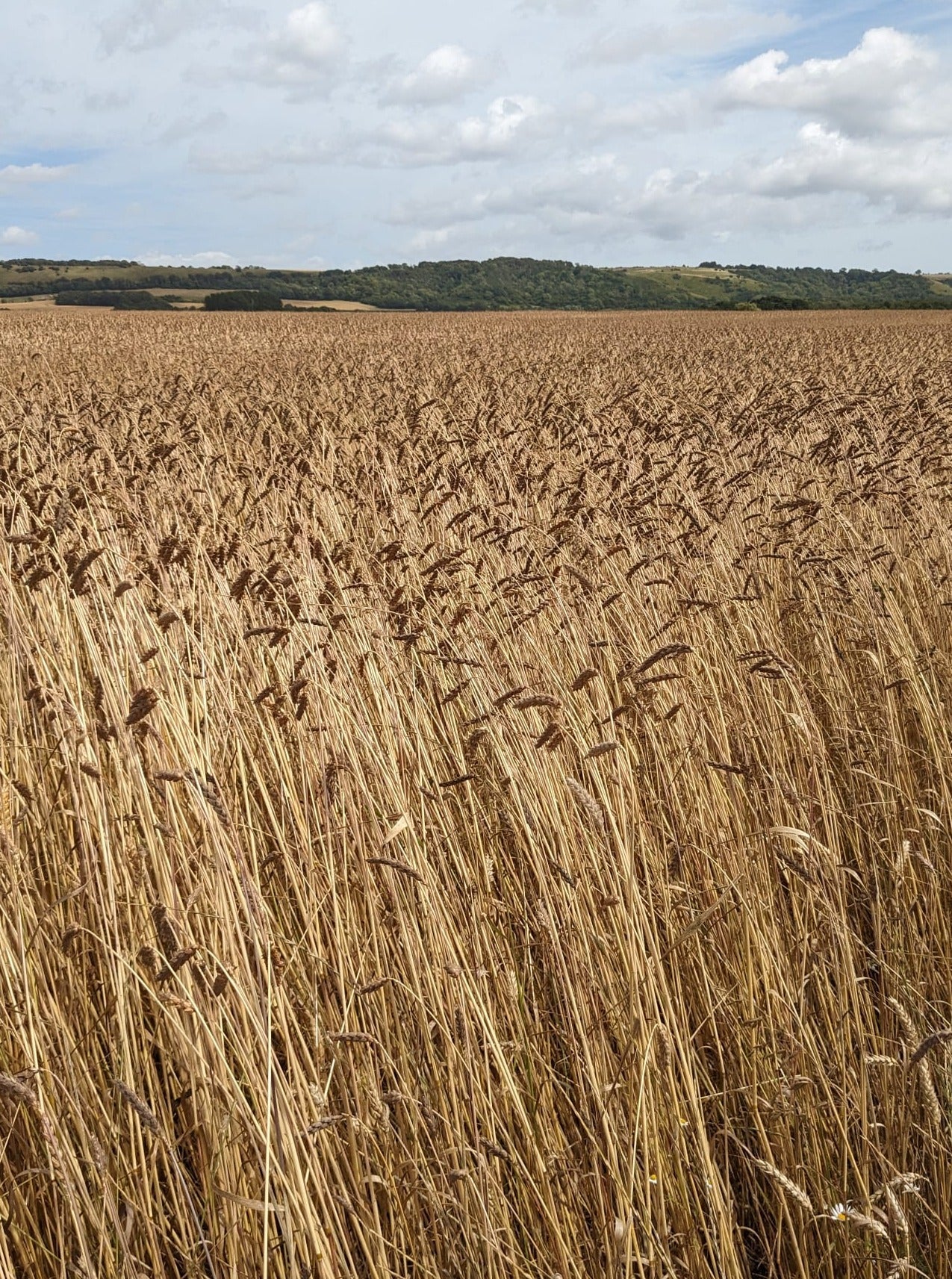 5kg Heritage Wheat White Flour - Miller's Choice