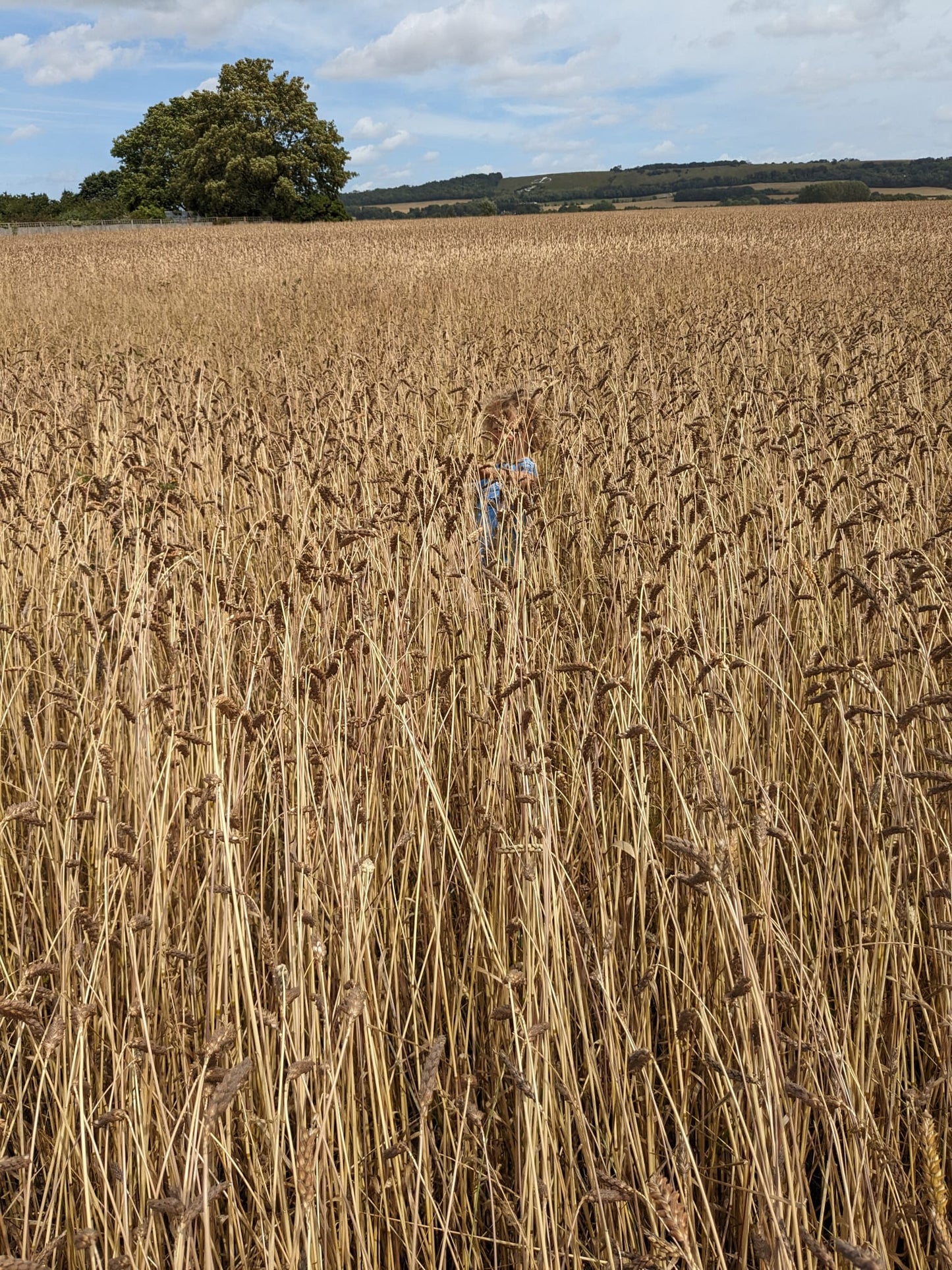 3kg Heritage Wheat Bran